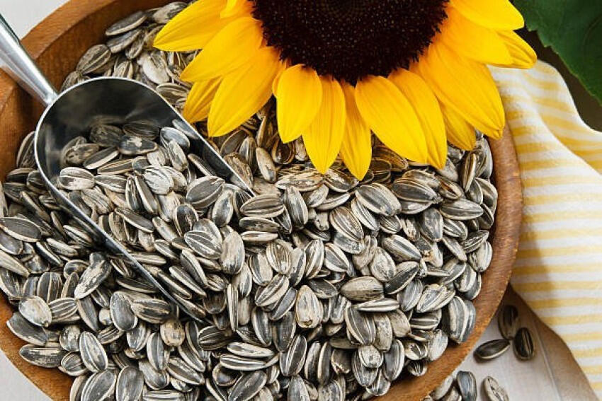 Sunflower Seed