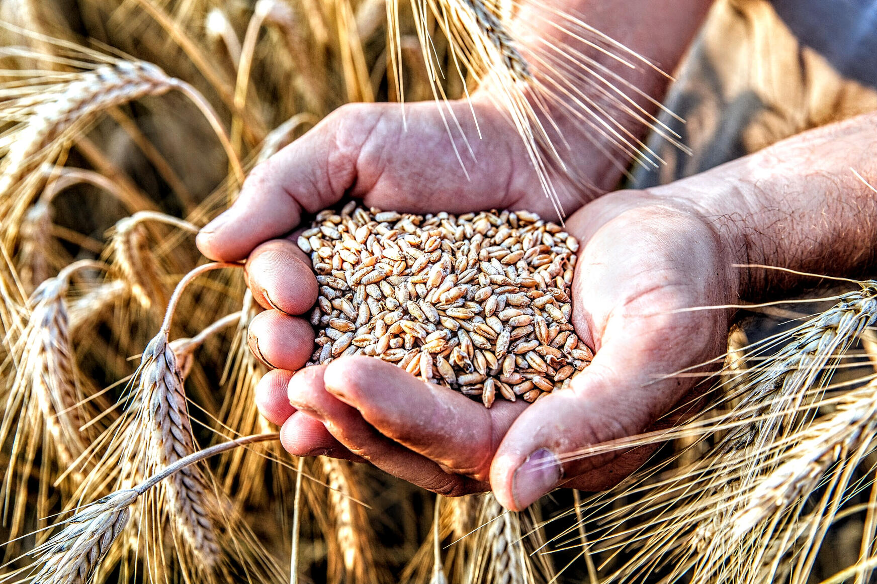 Wheat